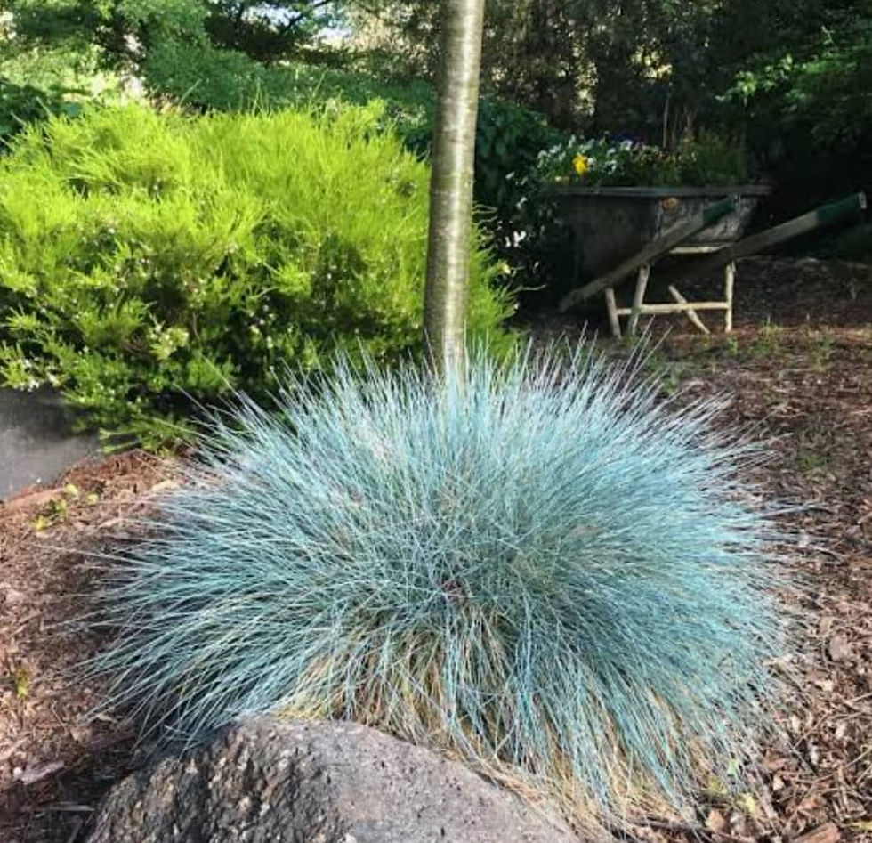 Blue fescue grass and green bush in a garden setting, with a tree trunk and a wheelbarrow in the background. Earth tones dominate.