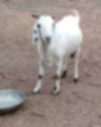 White goat standing on dirt ground next to an empty metal bowl. The goat looks directly at the camera, creating a calm atmosphere.