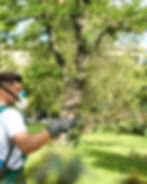 A person in a mask and gloves sprays plants in a lush green park, with a large tree in the background. Bright, sunny atmosphere.