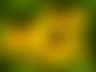 Two vibrant yellow flowers with layered petals and textured centers against a blurred brown background, conveying a cheerful mood.