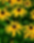 Yellow daisies with dark centers bloom abundantly against a lush green background. The scene is vibrant and lively.
