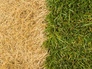 Dry, brown grass on the left contrasts with lush, green grass on the right, divided by a clear vertical line, suggesting transformation.