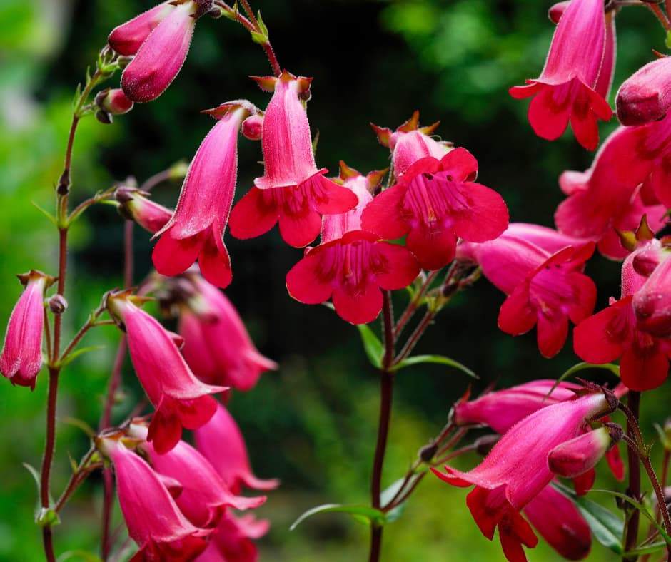 Pink bell-shaped flowers with green stems bloom vibrantly against a blurred green background, creating a lively and fresh atmosphere.