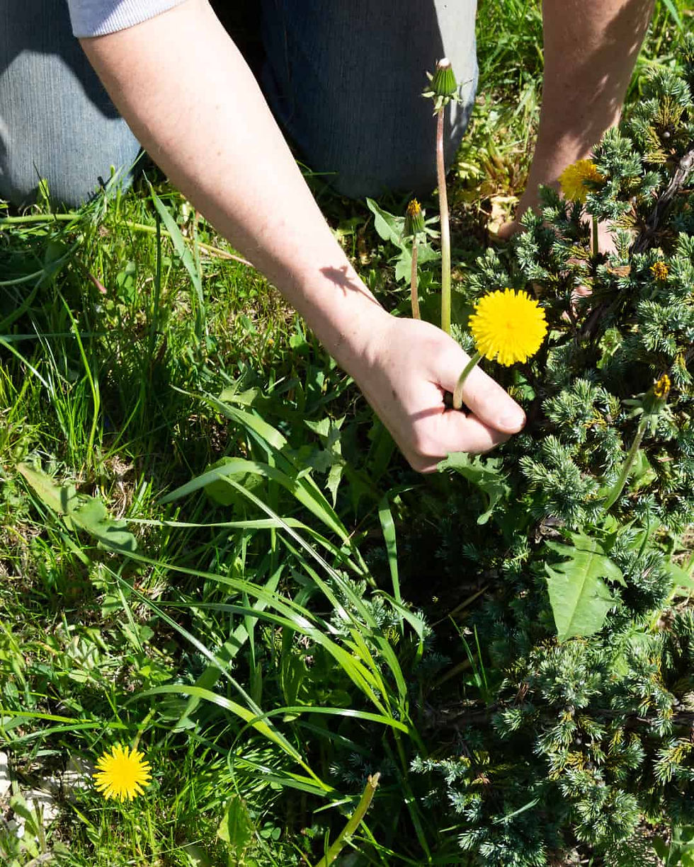Hand picking dandelion in a grassy garden, surrounded by green plants. Sunlight casts a shadow on the arm. Yellow flower stands out.