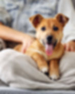 Brown dog with tongue out, sitting on person’s lap wrapped in a gray blanket. Person wears a denim shirt. Relaxed, cozy setting.
