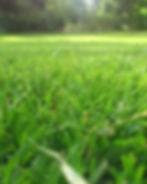 Close-up of vibrant green grass with a blurred, sunlit background of more greenery. Peaceful, natural outdoor setting.