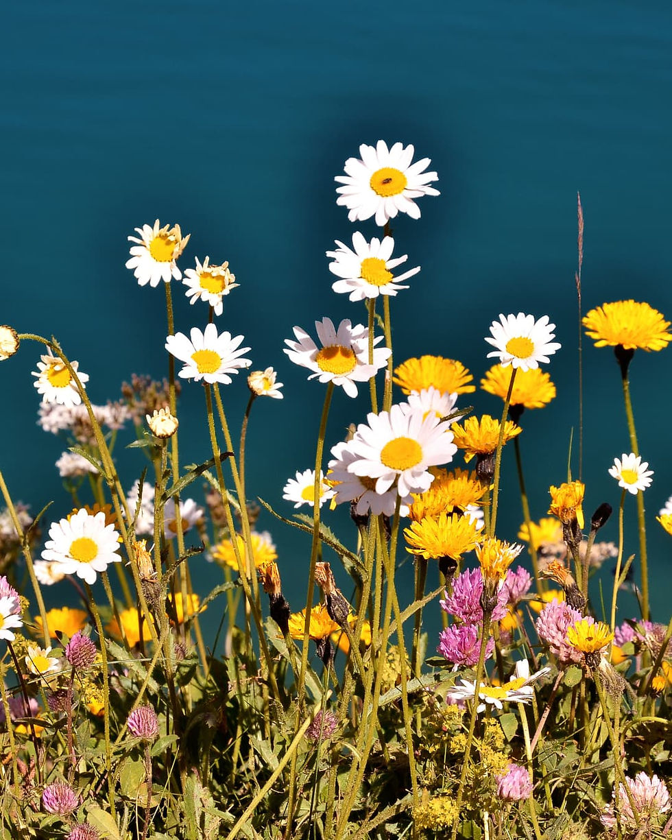 Wildflowers with white daisies and yellow blooms stand against a deep blue background, creating a vibrant, natural scene.