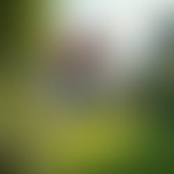 Understanding Lifetime Mortgages for Your Future: Lifetime Mortgage Basics