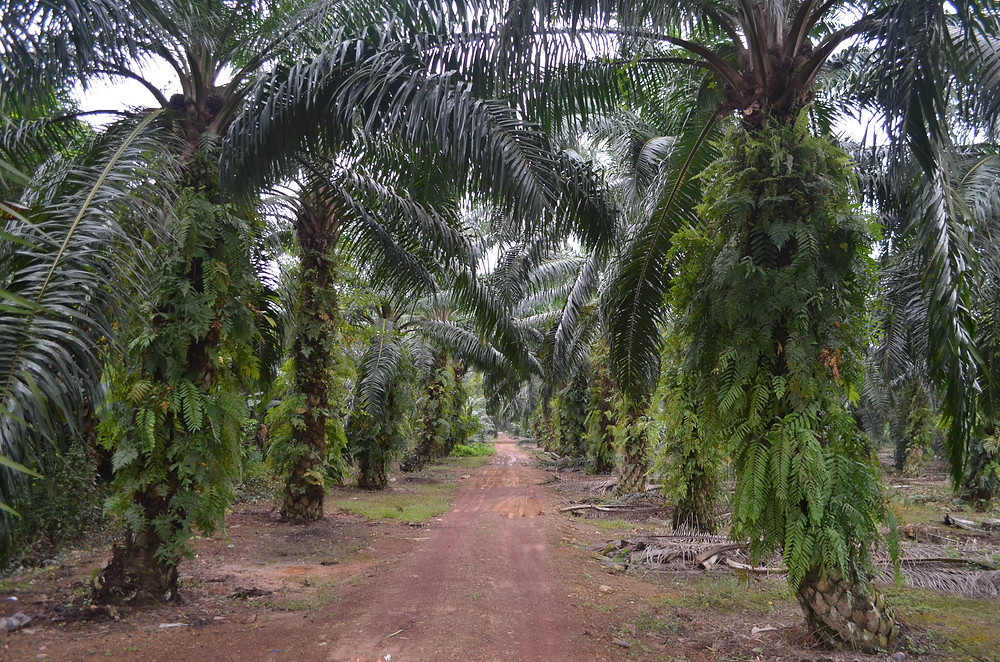 Surrounded By Oil Palm Plantations