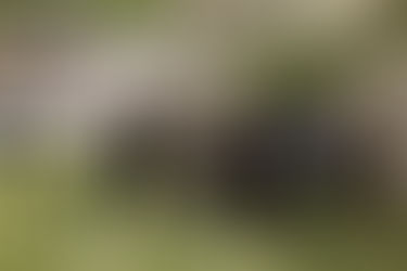 Halton Hawks FC U16 Crowned Winter Champions in Historic Undefeated Season