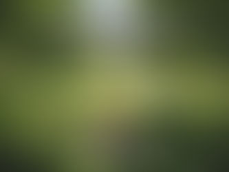 The Power of Green Spaces: How Plants Support a Healthy Mind