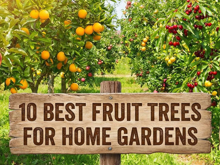 10 Best Fruit Trees for Home Gardens in India (Easy to Grow & Low Maintenance Tree)