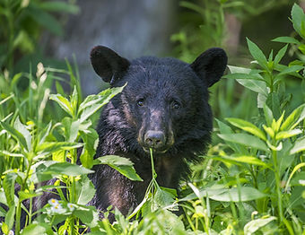 american-black-bear-surrounded-by-leaves-sunlight-Ps.jpg