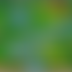 Harmonizing With Nature: Trash Bear’s Music Taste