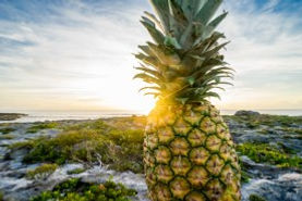 Pineapple, Dylanna Fisher, Switching , Fruit, Music, Styles, sunshine