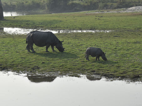Days in the wild - Kaziranga National Park (& Borgos Resort) 