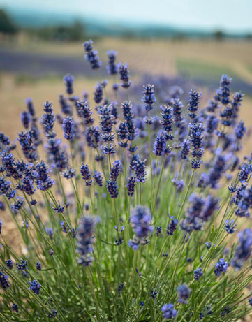 Row of blooming lavender.
