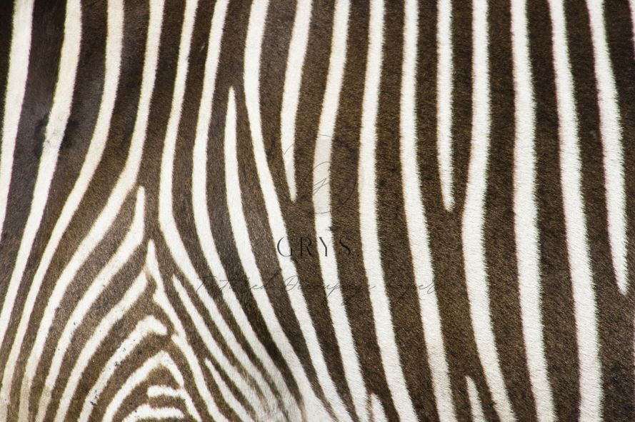 GRYS. Textured Decoupage Paper- Zebra Print