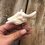 Miniaturbild: Bokkop Handle