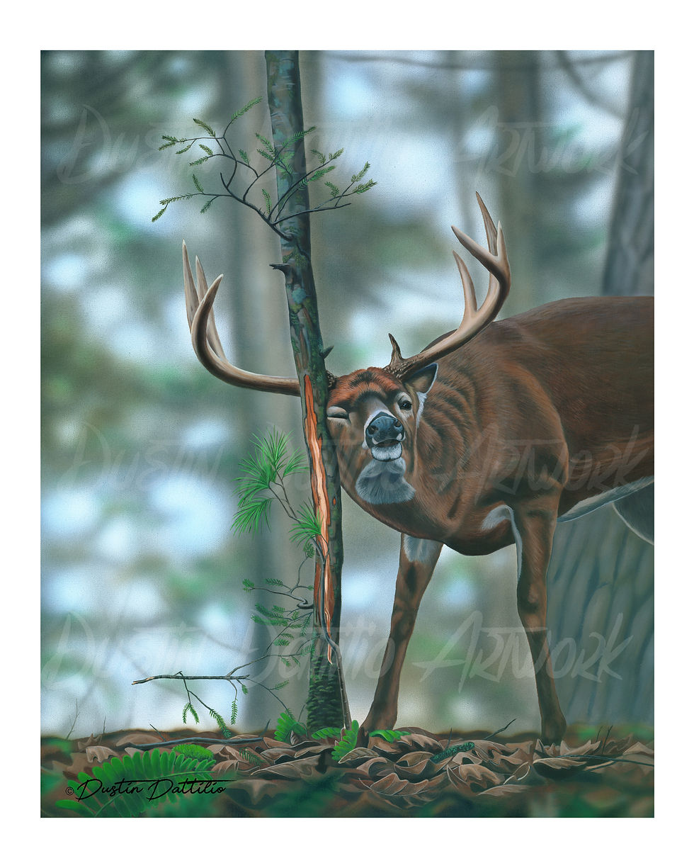 Buck Rubbing Sapling