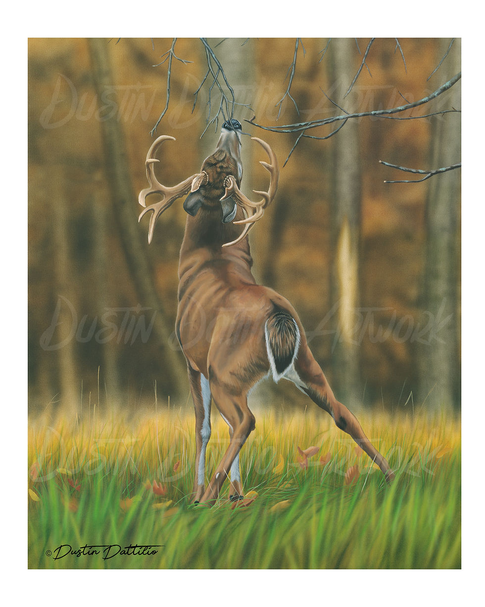 Licking Branch Whitetail
