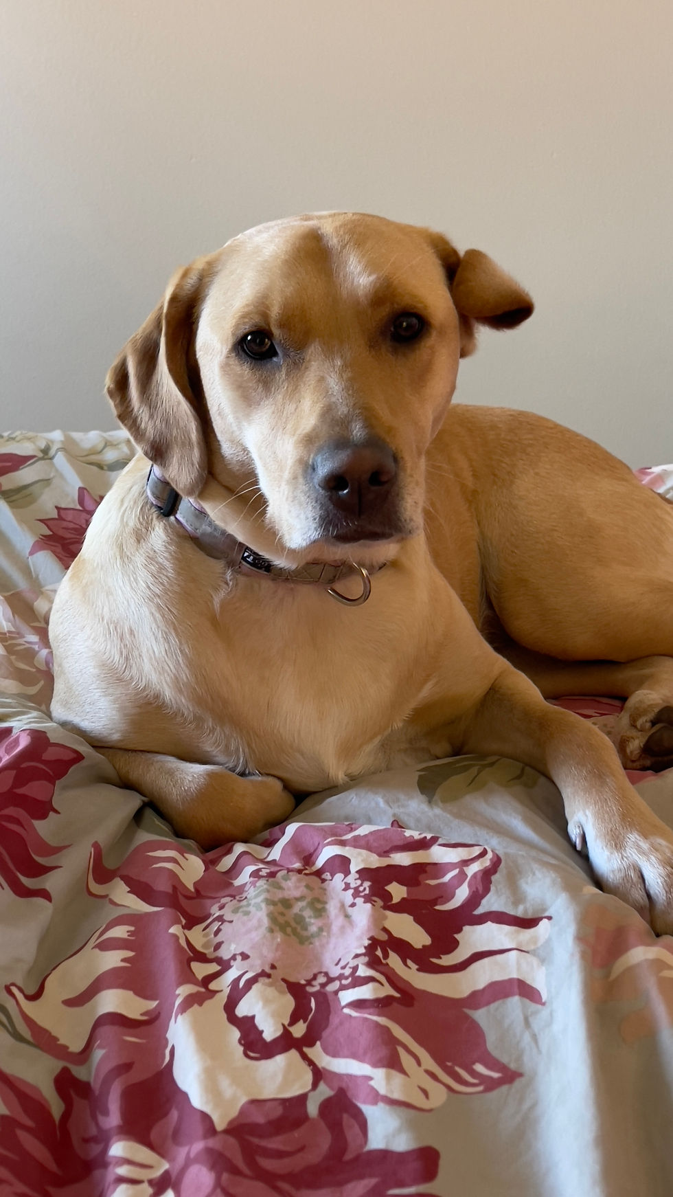 Georgia, my lab mix