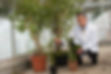 A scientist next to a plant where honey bees collect iminosugars