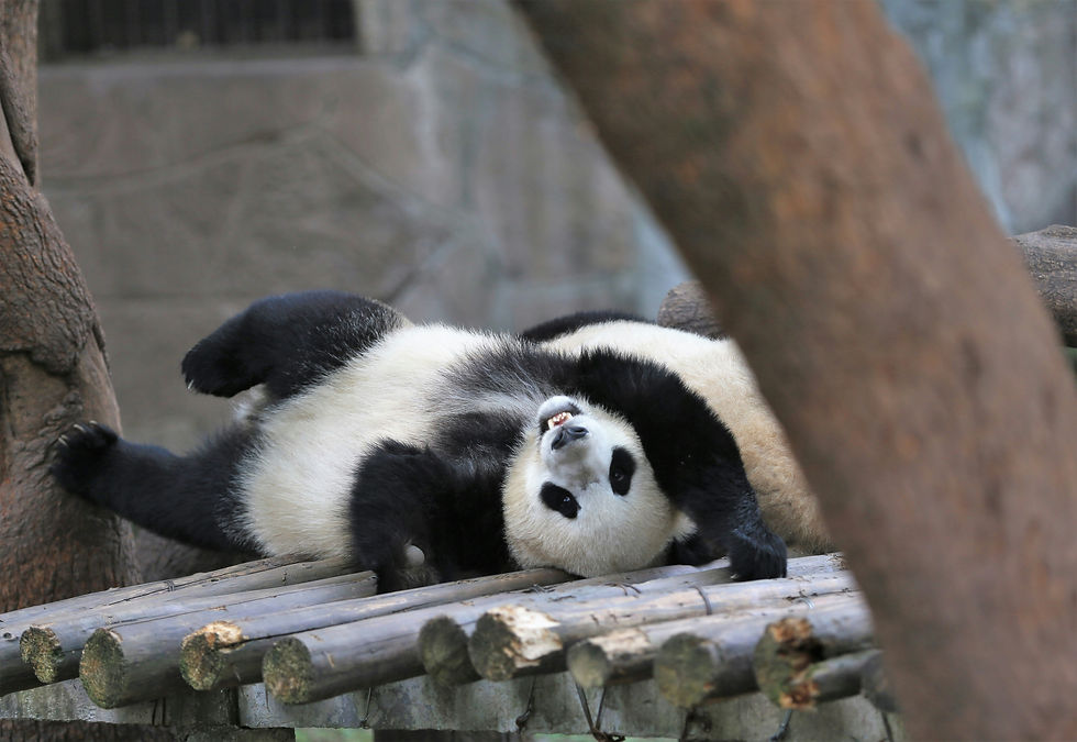 How are pandas still alive?