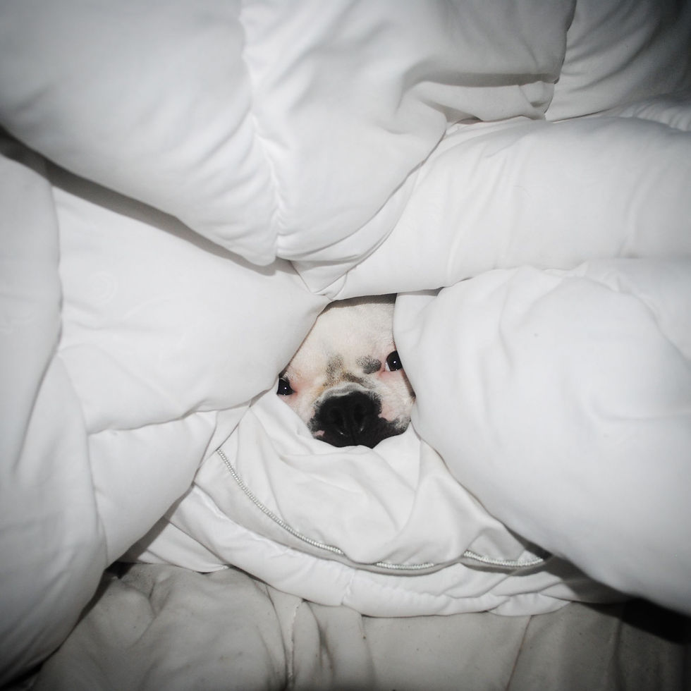 dog under the covers