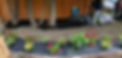 FD 2024 Garden Donation G Norwood.jpg