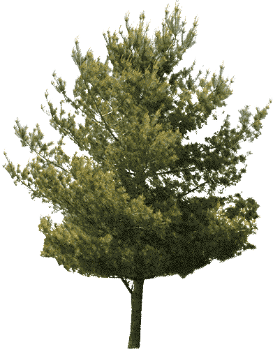 tree6.gif