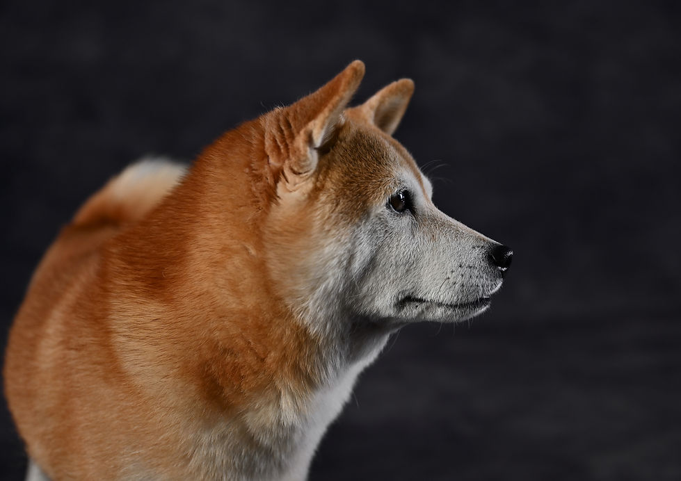 柴犬