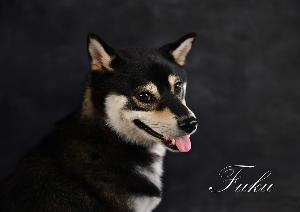 柴犬
