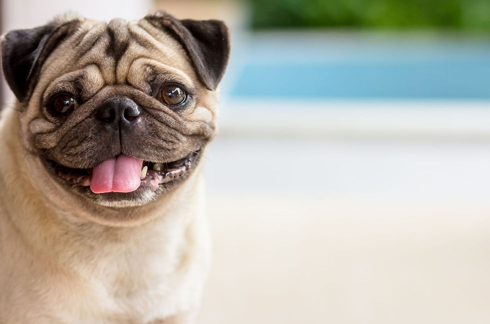 ปั๊ก (Pug)