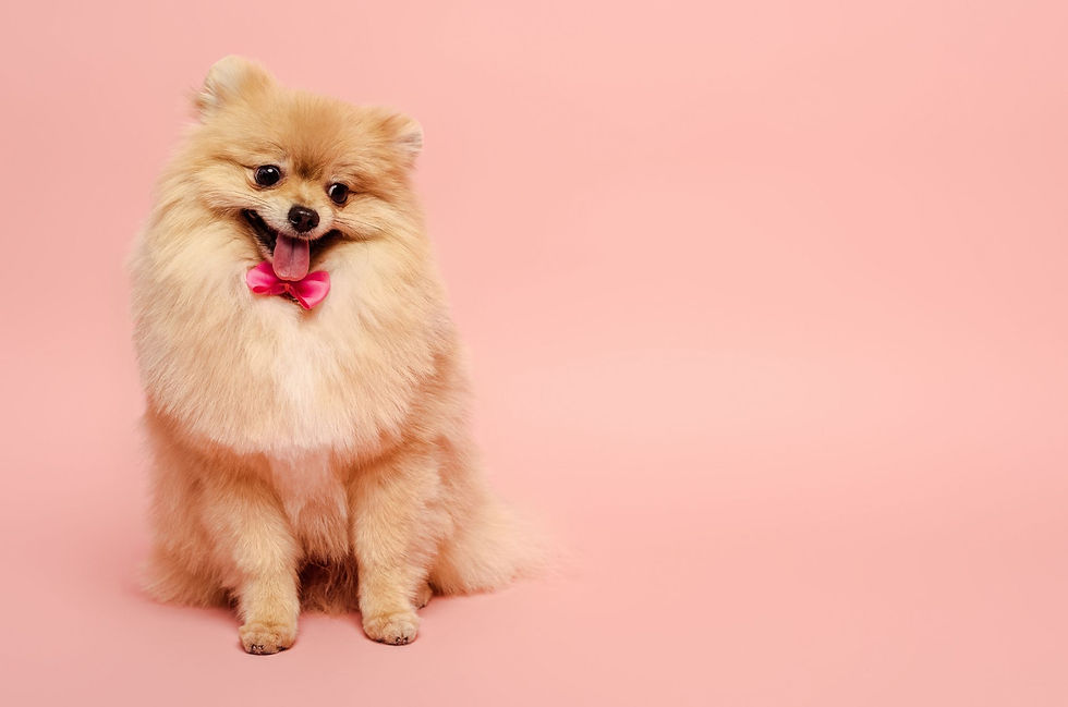 ปอมเมอเรเนียน (Pomeranian)