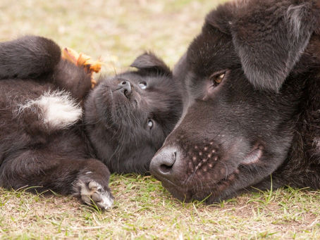 แม่สุนัขนอนอยู่ข้างลูกน้อย