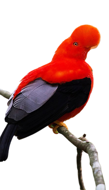 image_1-2-removebg-preview.png