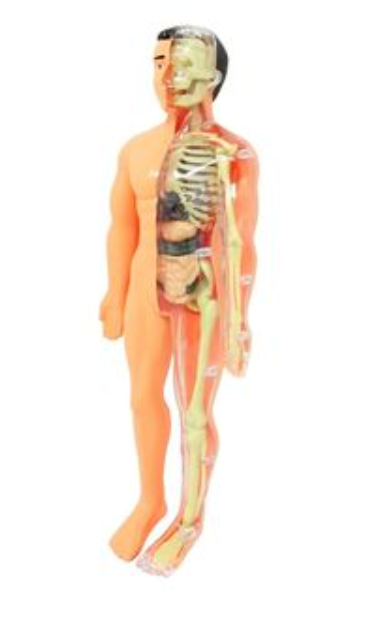 Cuerpo humano