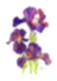 Iris germanica Langport Wren