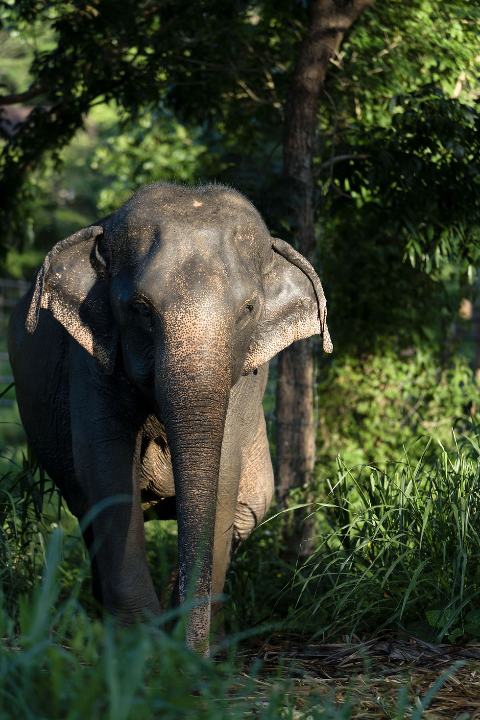 Thumbnail: Elephant Adoption (6 months)