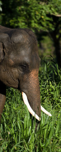 Say hello to Phai Toon, a spirited young elephant whose playful nature embodies the joy of youth. From a circus show performer to a beacon of delight, he encourages us to embrace life's adventures and discover happiness in every moment.