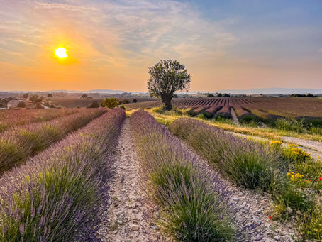 Capvespre a la Provença francesa, el sol es pon darrere una olivera i camps d'espígol