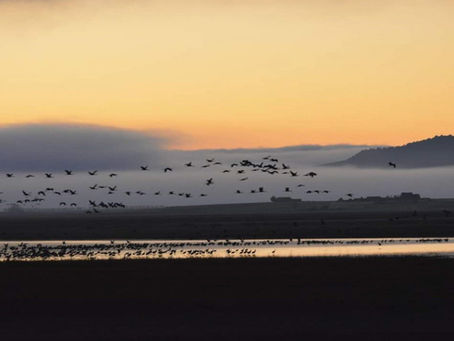 ues alçant el vol i grues a l'aigua durant una freda albada a Gallocanta