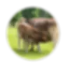 p2Asset-13.webp
