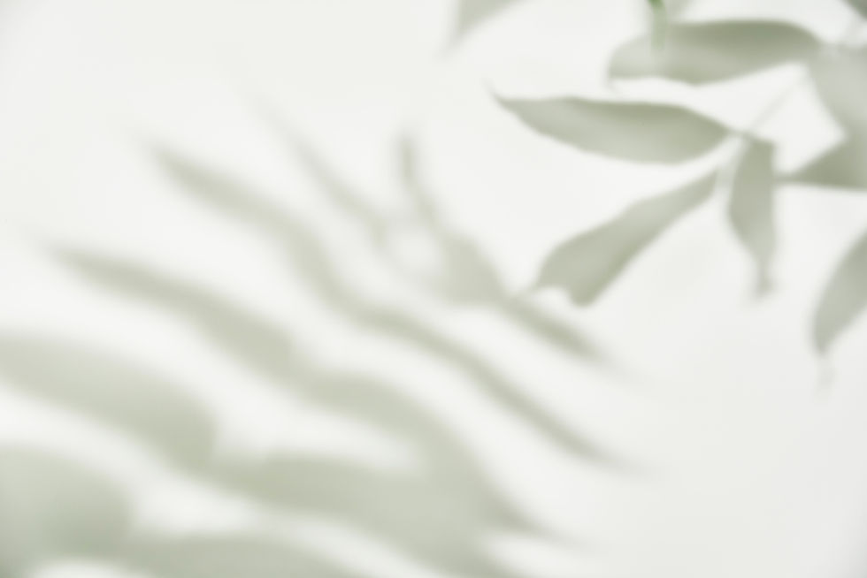 PSleaf-shadow-white-background-creative-abstract-background-nature-shadow-pattern.jpg