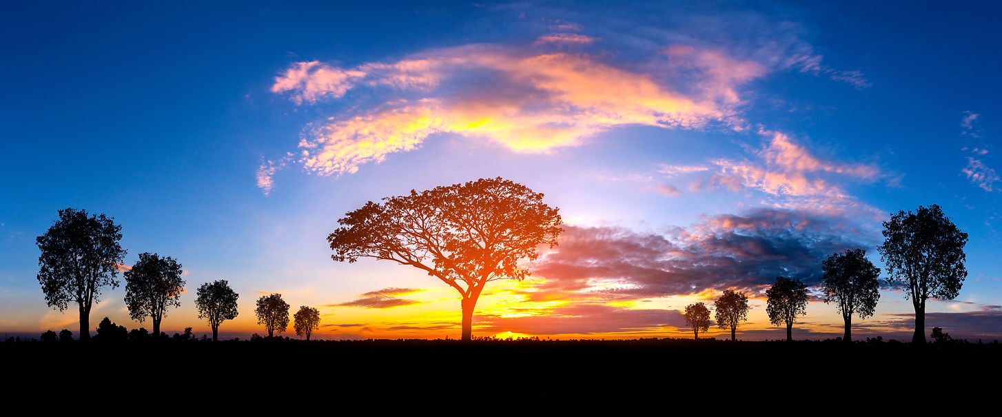 S Africa sunset tree.jpeg