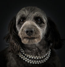 Foral image of a black goldendoodle photographed for pet photography in defuniak spirngs