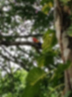 Birdwatching in Costa Rica