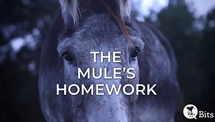 031 - THE MULE'S HOMEWORK.png