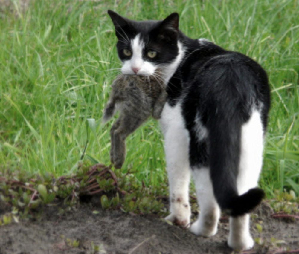 Cat_eating_a_rabbit